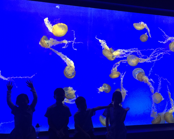 二年级学生迎来水下探索之旅